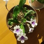 Akemi Ohira - @himawari.5479 - Instagram