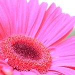 Akemi Oshiro - @akemi2555 - Instagram
