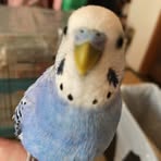 Akemi  Segawa - Facebook