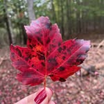 Akemi Segawa - @akemisegawa - Instagram