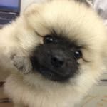 Akemi Notakeuchi - @akeminotakeuchi - Instagram