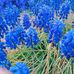 Akemi Takeuchi - Facebook