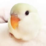 Akemi Wong - @akemi.wong.12 - Instagram