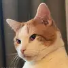 akemi_wu - @akemi_wu - TikTok
