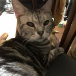 Akemi Yoshida - @kittn_kalra - Instagram