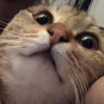 akemi.yoshida.a_cute - @akemi.bee1970 - Instagram
