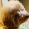田中 あき - @akitanaka5 - TikTok