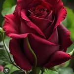 Akifbarik - @akifbarik6 - Instagram