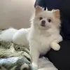 akiko kimura786 - @kimcha_115 - TikTok