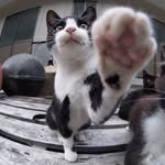 Akiko Kimura Kandoko - @akk_nekopunch - Instagram