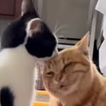 Akiko Yoshida - @nekokichi1019 - Instagram