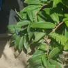 akilahmitchell2 - @akilahmitchell2 - TikTok