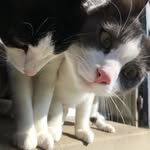 Akira et Barry Allen - @barry_akira_swisscats - Instagram