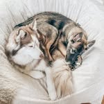 Akira & Samuel - @real_life_tales_of_the_pack - Instagram