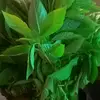 بت تندلتي 🤩 - @akram.abdullah4 - TikTok