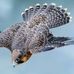 Akram Abdullah - Facebook