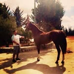 Àkram1986 - @akram_daoud86 - Instagram