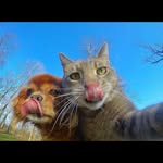 Akram Ibrahim - @cats_marriage - Instagram