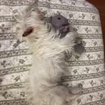 Al bruno le gusta el pico - @albruno_legusta - Instagram