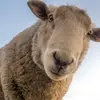 halal_al_dar_2021 🐏📍🇦🇪 - @halal_al_dar - TikTok