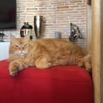 Alfonso Di Gregorio - @alfonso.digregorio - Instagram