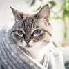 ali_dolan1 - @ali_dolan1 - TikTok