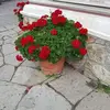 alexandradorner80 - @alexandradorner80 - TikTok