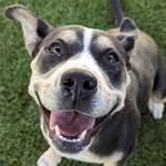 Downey Animal Care Center - @downeyanimalslaco - Instagram