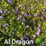 Al Dragon ☀️🐉 - @al_dragon_yes_in_deed - Instagram