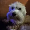 Al Dubuc - @al.dubuc - TikTok