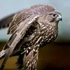 aleads12345 - @aleads12345 - TikTok