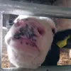 Alfieerwin - @alfieerwy - TikTok