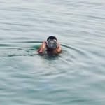 AL Falcon - @aljameel.aljameel - Instagram