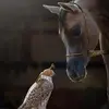 Al Falcon - @al.falcon6 - TikTok