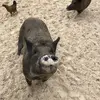 Ale.falconn - @ale.falcon8 - TikTok