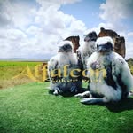 Quiko Rey - @alfalcon_eventos - Instagram