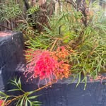 Alison Farley - @alfarley100 - Instagram