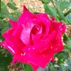 alexanderdungfelder - @alexander.dungfelder194 - TikTok