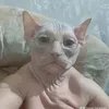 Al Ferguson - @al_ferguson - TikTok