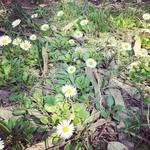 @alfield.serin5512c - Instagram