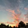 AliFitzpatrick - @alexandriagardensss - TikTok