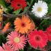 A&amp;L flores - Facebook