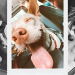 @fosterpaws_alex - Instagram