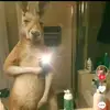 Alfoxx_solo_team_canguro - @alfoxx_solo_team_ - TikTok