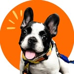 Alfredo, o Fredo - @alfredobulldogf - Instagram