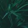 onealgaige - @onealgaige - TikTok
