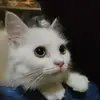 Akun Bakul Afiliate - @al.gallagher1 - TikTok