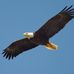 Al Gallo - Facebook