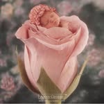 Anne Geddes Albania - @annegeddesalbania - Instagram