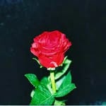 فلفل حار - @alger_man - Instagram